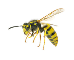 Read more about the article Great feedback on a wasp phobia using BWRT®